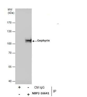 Immunoprecipitation: Gephyrin/GPHN Antibody [NBP2-16641]