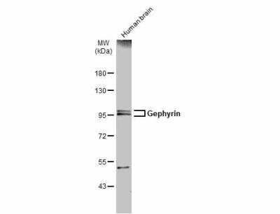 Western Blot: Gephyrin/GPHN Antibody [NBP2-16641]