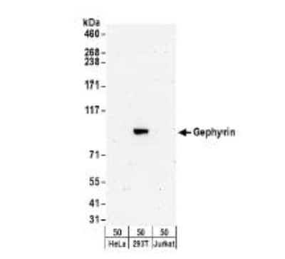 Western Blot: Gephyrin/GPHN Antibody [NBP2-34859]