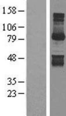 Western Blot: Gephyrin/GPHN Overexpression Lysate [NBL1-11229]