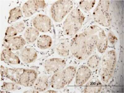 Immunohistochemistry-Paraffin: Ghrelin/Obestatin Antibody (2F4) [H00051738-M01]