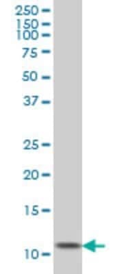 Western Blot: Ghrelin/Obestatin Antibody (2F4) [H00051738-M01]