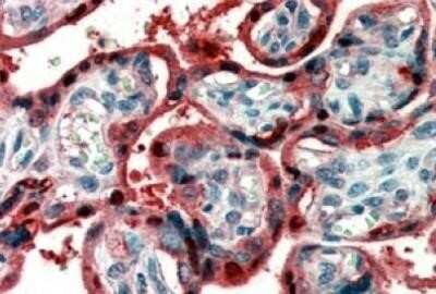 Immunohistochemistry-Paraffin: Ghrelin/Obestatin Antibody [NB600-813]