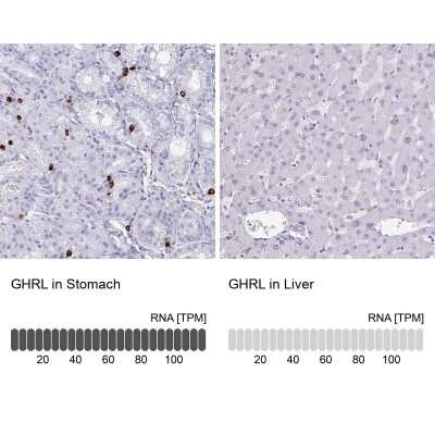 Immunohistochemistry-Paraffin: Ghrelin/Obestatin Antibody [NBP1-89773]