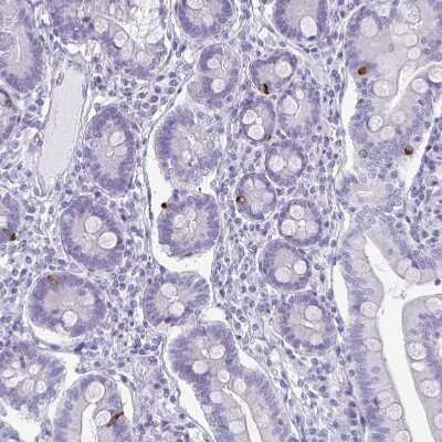 Immunohistochemistry-Paraffin: Ghrelin/Obestatin Antibody [NBP1-89773]