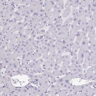 Immunohistochemistry-Paraffin: Ghrelin/Obestatin Antibody [NBP1-89773]