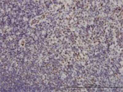 Immunohistochemistry-Paraffin: GilZ Antibody (3A5) [H00001831-M01]