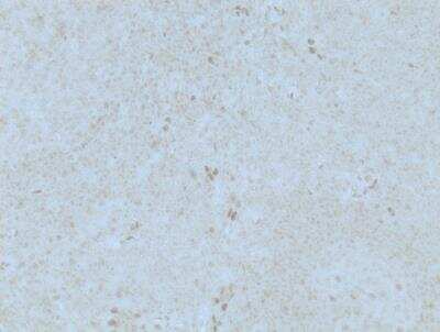 Immunohistochemistry-Paraffin: GilZ Antibody (3A5) [H00001831-M01]