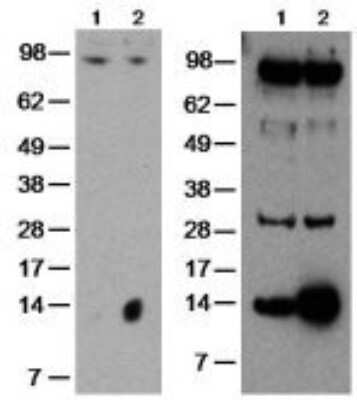 Western Blot: GilZ Antibody (CFMKG15)BSA Free [NBP2-00143]