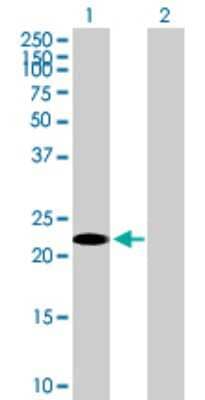 Western Blot: GilZ Antibody [H00001831-B01P]