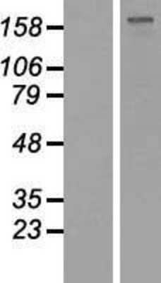 Western Blot: GLI-2 Overexpression Lysate [NBP2-07768]