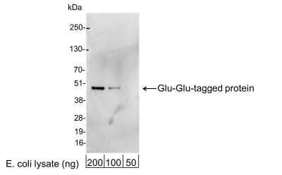 Western Blot: Glu-Glu Epitope Tag AntibodyBSA Free [NB600-353]