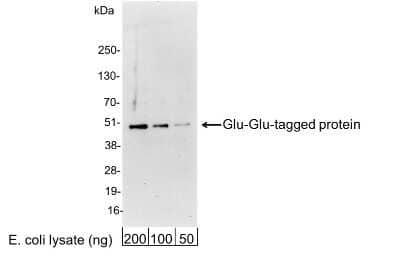 Western Blot: Glu-Glu Epitope Tag AntibodyBSA Free [NB600-353]