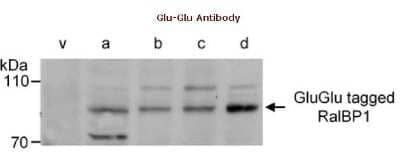 Western Blot: Glu-Glu Epitope Tag AntibodyBSA Free [NB600-354]