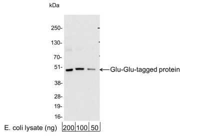 Western Blot: Glu-Glu Epitope Tag AntibodyBSA Free [NB600-354]