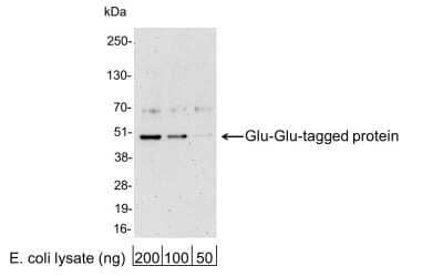 Western Blot: Glu-Glu Epitope Tag AntibodyBSA Free [NB600-354]