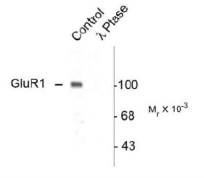 Western Blot: GluR1 [p Ser845] Antibody [NB300-171]