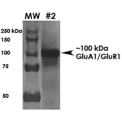 Western Blot: GluR1 Antibody (S355-1) [NBP2-22399]