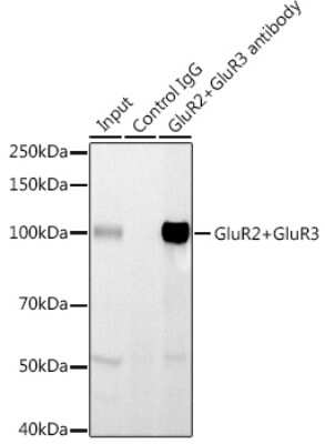 Immunoprecipitation: GluR2/3 Antibody (4K7G5) [NBP3-16146]