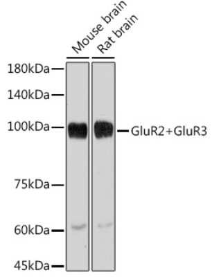 Western Blot: GluR2/3 Antibody (4K7G5) [NBP3-16146]