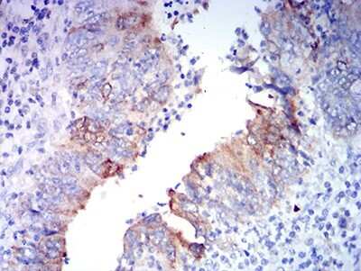Immunohistochemistry-Paraffin: GluR2 Antibody (7A7A3) - BSA Free [NBP2-61775]