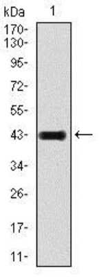 Western Blot: GluR2 Antibody (7G6)BSA Free [NBP2-37475]