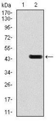 Western Blot: GluR2 Antibody (7G6)BSA Free [NBP2-37475]