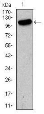 Western Blot: GluR2 Antibody (7G6)BSA Free [NBP2-37475]