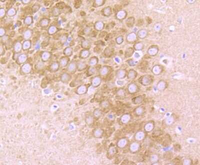 Immunohistochemistry-Paraffin: GluR2 Antibody (JU20-43) [NBP2-75510]