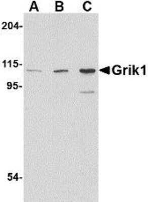 Western Blot: GluR5/GRIK1 AntibodyBSA Free [NBP1-76849]