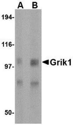 Western Blot: GluR5/GRIK1 AntibodyBSA Free [NBP1-76850]