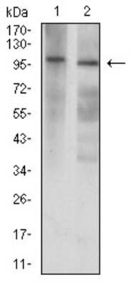 Western Blot: GluR7/GRIK3 Antibody (2B4H1)BSA Free [NBP2-61783]