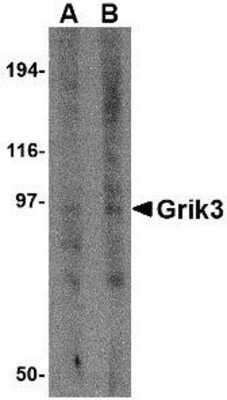 Western Blot: GluR7/GRIK3 AntibodyBSA Free [NBP1-76387]