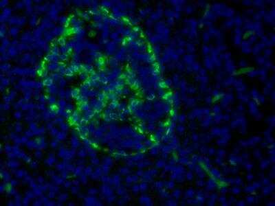 Immunocytochemistry/ Immunofluorescence: Glucagon Antibody (09) - BSA Free [NBP2-21803]