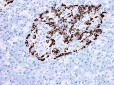 Immunohistochemistry-Paraffin: Glucagon Antibody (09) - BSA Free [NBP2-21803]