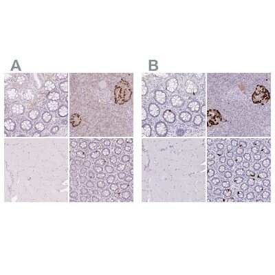Immunohistochemistry-Paraffin: Glucagon Antibody [NBP2-38329]