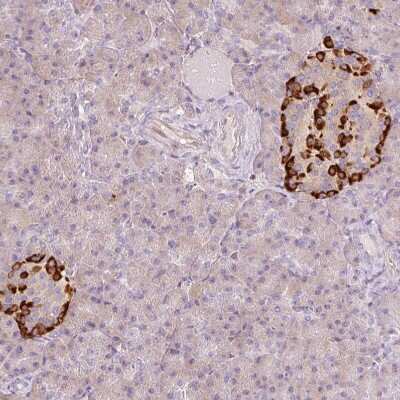 Immunohistochemistry-Paraffin: Glucagon Antibody [NBP2-38329]