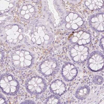 Immunohistochemistry-Paraffin: Glucagon Antibody [NBP2-38329]