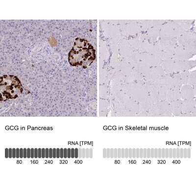 Glucagon Antibody Nbp Bio Techne