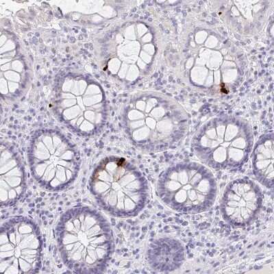 Immunohistochemistry-Paraffin: Glucagon Antibody [NBP2-38330]