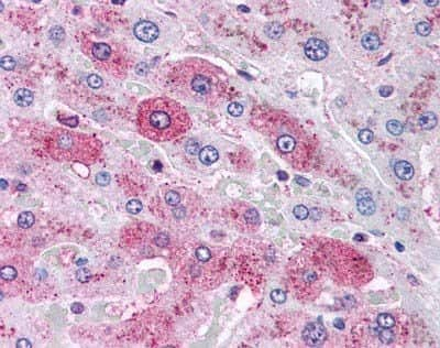 Immunohistochemistry-Paraffin: Glucagon R/GCGR Antibody - BSA Free [NLS4256]