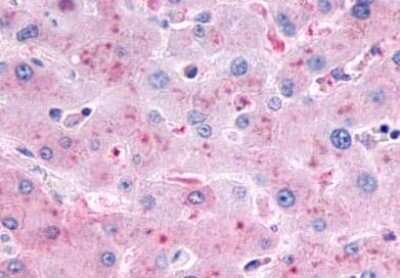 Immunohistochemistry-Paraffin: Glucagon R/GCGR Antibody - BSA Free [NLS4257]