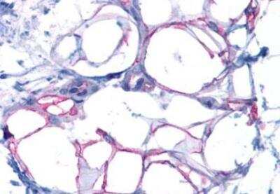 Immunohistochemistry-Paraffin: Glucagon R/GCGR Antibody - BSA Free [NLS4257]