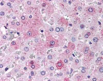 Immunohistochemistry-Paraffin: Glucagon R/GCGR Antibody - BSA Free [NLS4263]