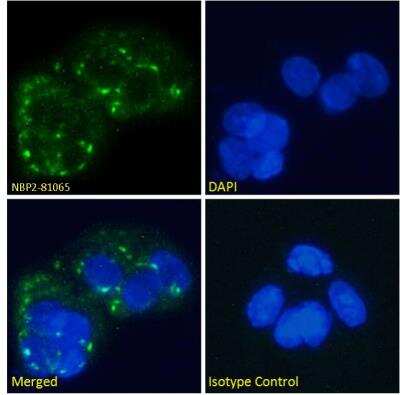 Immunocytochemistry/ Immunofluorescence: Glucagon R/GCGR Antibody (hGR-2 F6) - Azide and BSA Free [NBP2-81065]