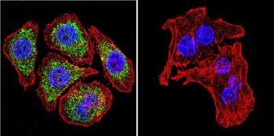 Immunocytochemistry/ Immunofluorescence: Glucocorticoid Receptor alpha Antibody - BSA Free [NB300-633]