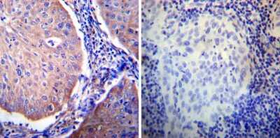 Immunohistochemistry-Paraffin: Glucocorticoid Receptor alpha Antibody - BSA Free [NB300-633]