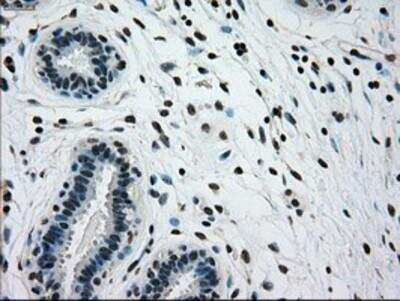 Immunohistochemistry-Paraffin: Glucokinase/GCK Antibody (OTI3E3) [NBP1-47778]