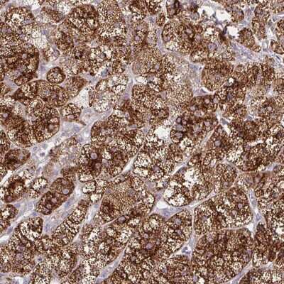 Immunohistochemistry-Paraffin: Glucosamine (N-acetyl)-6-Sulfatase/GNS Antibody [NBP2-38583]