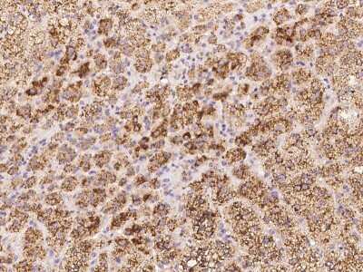Immunohistochemistry-Paraffin: Glucosamine (N-acetyl)-6-Sulfatase/GNS Antibody [NBP2-99216]